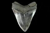 Serrated, Upper Megalodon Tooth - Beastly Tooth #127742-2